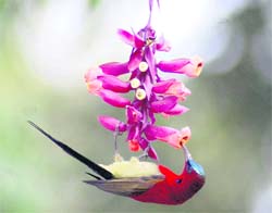 A bird hangs upside down to eat the pollens from a bunch of flowers in Dehradun