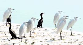 Migratory birds at the Asan Barrage