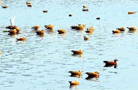 Migratory Brahminy ducks in the Asan wetlands on Tuesday