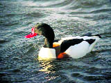 Common Shelduck, a new bird species located during the bird census this year at Pong Dam.