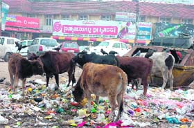 Stray cattle rummages through the garbage piled up in the Gole Market area in Jammus posh Gandhi Nagar locality