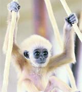 A baby gibbon sits on a swing in its enclosure in Viennas Schoenbrunn Zoo