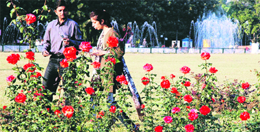 Flowers in full bloom ahead of Rose Festival in Chandigarh.