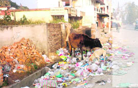 Garbage littered on the roadside in Dehradun.
