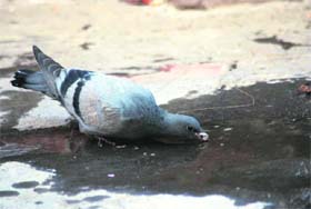 With the days getting warmer, this pigeon quenches his thirst on a rooftop in Karnal
