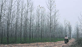 A man drives past a row of poplars on a tranquil morning on the outskirts of Ludhiana on Thursday.