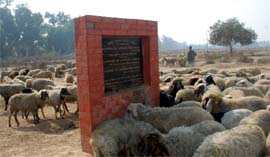 The dairy development project site on the Goniana road has become a grazing ground