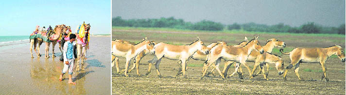 Mandvi is known for its pristine beach with clear waters (right)  Famous for its wild asses, Kutch is home to the last remaining population of ghudkhar or Asiatic wild ass