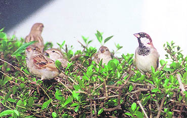 The hen sparrow (left) is conspicuous by the sobriety of her feathered robes