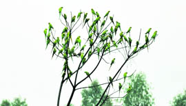 A group of parakeets on a tree on the Haridwar-Dehradun Road.