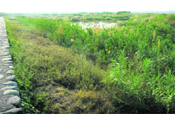 A water body that forms part of the catchment area of Sukhna Lake in Chandigarh.