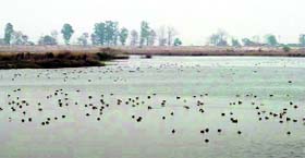Migratory birds in the Yamunanagar wetland area.