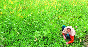 A woman works in a field in the RS Pura sector of Jammu.