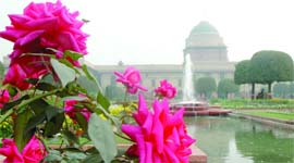 Red roses bloom at the Mughal Gardens of the Rashtrapati Bhavan in New Delhi on Friday.