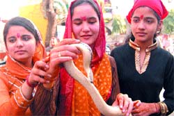 Devotees hold a snake in hands at Chintpurni Temple in Master Tara Singh Nagar on Mahashivratri in Jalandhar