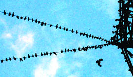Birds perch on high-tension wires in Chandigarh.