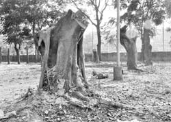 Stumps of full-grown trees that were felled by some unidentified persons at the civil dispensary in Phase 7 in 