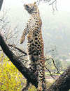 The leopard that was found hanging with a metal snare at Jhanjara village, near Dehradun,