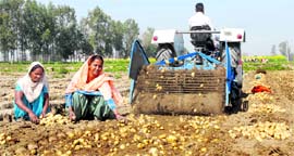 Women collect potatoes after harvesting near Chitti village in Jalandhar on Monday
