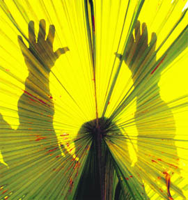 ‘I am the rising sun’ seems to be this man’s claim as he is captured behind a palm leaf