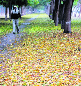 Trees shed leaves, giving an autumn-like look, near the road seperating Sectors 9 and 11 in Chandigarh