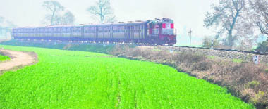A train snakes through lush green fields on the outskirts of Ludhiana on Wednesday.