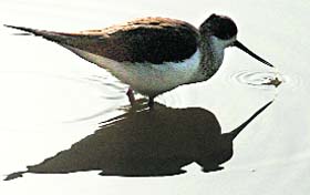 A bird apparently looks at its ‘twin’ in a pond.