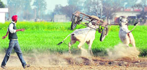 A jockey loses control over his bullock cart during the time trial event on the opening day of the 75th edition of the annual sports festival at Kila Raipur on Thursday.