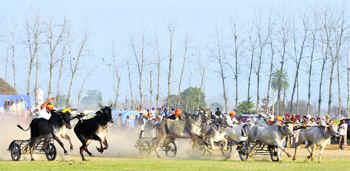 A bullock cart race in progress on Friday.