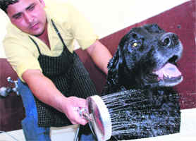 An expert washes a dog during a free health check-up camp for pets at the Pet Animals Medical and Training Centre in Panchkula on Sunday.