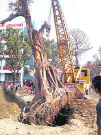 A tree being transplanted in Dehradun on Sunday.