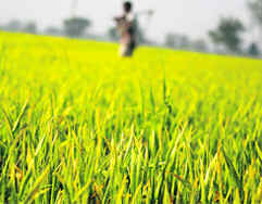 A yellow rust- affected crop in a field on the outskirts of Jammu.