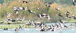 Migratory birds, Bar-headed Geese and Ruddy Shellfucks fly over Nangal wetland