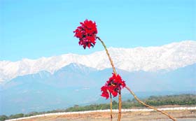A view of Dhauladhar ranges in Kangra district on Monday.