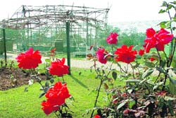 Work in progress for the upcoming 39th Rose Festival in Chandigarh on Wednesday.