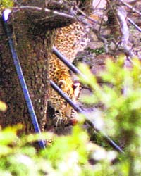 The leopard comes out of the hideout after being shot at by a tranquiliser gun in Shimla