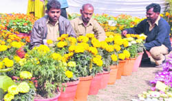 Gardeners who won at the flower show organised at the PAU in Ludhiana