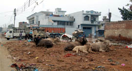 The ward is plagued with stray cattle menace. 