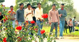 and roses in full bloom at the Rose Festival in Chandigarh