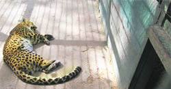 One of the leopards after it was caught and tranquilised.
