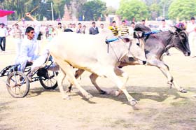 A bullock cart racing towards the winning post during the recent rural games at Mahavir Stadium in Hisar