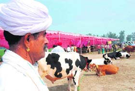 Chana Ram Bishnoi, a visitor from Jodhpur, Rajasthan, looks at the different breeds of cows during the National Dairy Mela organised by the National Dairy Research Institute in Karnal