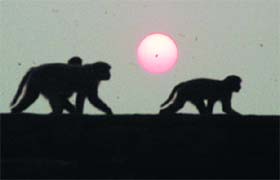 Monkeys begin their daily quest for a night shelter as the sun sets on the outskirts of Faridabad