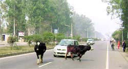 Stray cows roam on the Ludhiana-Khanna road near Ahmedgarh
