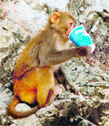 A simian en route the cave shrine of Vaishno Devi enjoys a cold drink.