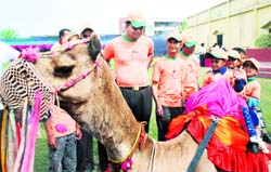Special children enjoy a camel ride at the Happy Day organised by the G4S at a resort on the Landran-Sirhind road near Mohali on Wednesday. 