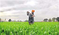 A farmer tends his wheat crop near Jalandhar on Thursday. 