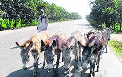 Bhajan Singh of Kohara village near Ludhiana, who walks 45-50 km daily with his donkeys to sell them in markets across Punjab, Rajasthan, Himachal Pradesh and Jammu and Kashmir. 
