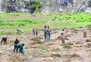 The local residents grow peas and potatoes. The valleys seed potatoes are in great demand in states like West Bengal, Bihar and Karnataka
