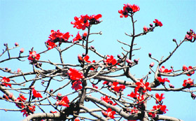 Flowers of a silk cotton tree in full bloom in Chandigarh.